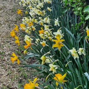 Daffodils